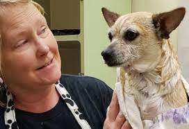 Buchen in über 85.000 reisezielen weltweit. Barking Oaks Pet Resort Spa Pet Grooming Private Spa Training Doggy Day Care And More You Can Be Sure There Is Something Each And Every Pet Will Enjoy