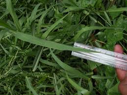 Image result for Eriochloa procera
