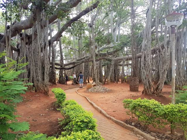 Image result for big banyan tree"