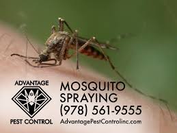Įmonės advantage pest control veiklos vieta: Advantage Pest Control In Topsfield Ma 01983 Exterminator