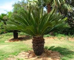 Image result for Cycas