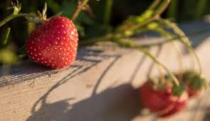 Backyard Berries Blueberries Strawberries Raspberries