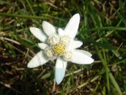 Tu esti iubirea mea floare de colt. Floarea De ColÅ£ AstÄzi Este Ziua Sa Se Implinesc 234 De Ani De Cand A Fost DescoperitÄ Floarea De ColÅ£