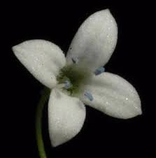 Image result for Oldenlandia verrucitesta