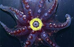 Bioluminescence Bioluminescent Animals Deep Sea Animals Deep Sea Creatures