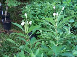 Image result for Clerodendrum incisum