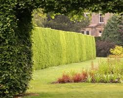 Schneiden sollst du, um die hecke in form zu halten; Thuja Smaragd Schneiden Worauf Du Unbedingt Achten Solltest