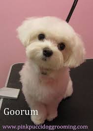 goorum maltese dog grooming styles dog haircuts maltipoo haircuts