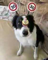 How to get dog to stop barking outside. How To Get Your Dog To Stop Barking Outside Be Sure It Is Significant That Us Puppy Owners Could Capture And Hold Our Dogs Atte Dog Happy Puppy Owner Your Dog