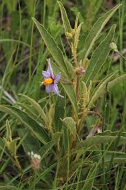 Image result for Solanum campylacanthum 'panduriforme type'