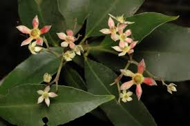 Image result for Ceratopetalum