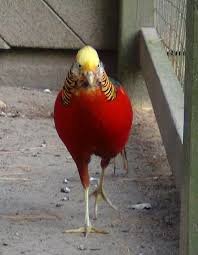 Nova Scotia Bird With Red On Back Of Head Red Golden Pheasant Shubenacadie Wildlife Park