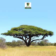 Image result for Acacia erioloba