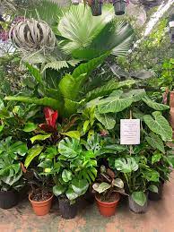 Croton plant in gardner hall by ali eminov. Tips On Visiting The New York City Flower Market Most Lovely Things