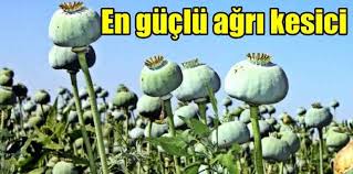 Dogal Agri Kesici En Etkili Dogal Agri Kesiciler