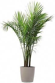 17 Best Bathroom Plants How To Use And Choose Low Light No Light Live Indoor Plants Tall Indoor Plants Bathroom Plants