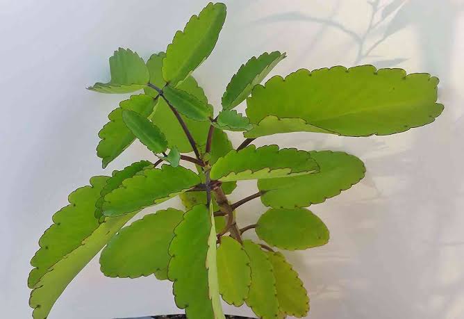 Cây sống đời (thuốc lá bỏng), từ tên gọi đến nhiều công dụng quý