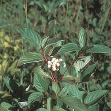 Image result for Sericorema sericea