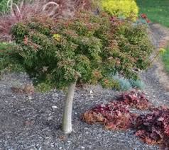Maybe you would like to learn more about one of these? Lion S Head Japanese Maple Mike S Backyard Nursery
