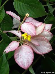 Image result for Mussaenda