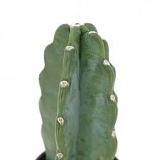 Image result for Cereus jamacaru