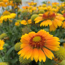 Check spelling or type a new query. Arizona Apricot Gaillardia Plants For Sale Blanket Flower Free Shipping
