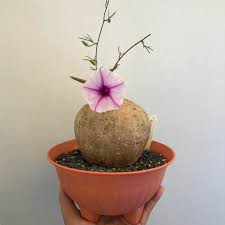 Image result for Ipomoea bolusiana