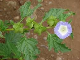 Image result for Nicandra physalodes