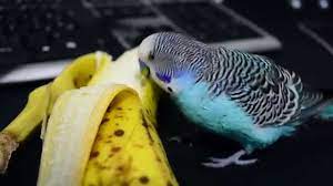 Budgie Wants Banana Now Youtube
