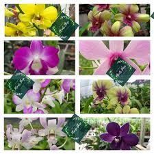 Keluarga ini memiliki jenis beragam dan tersebar luas. Paket 8 Seedling Anggrek Dendrobium Bunga Anggrek Murah Tanaman Lazada Indonesia
