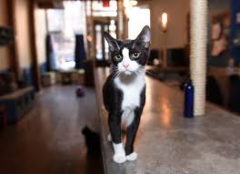 Cat adoptions directly from the current owner or shelter. Pet Project Brooklyn Cat Cafe Launches Service To Help Struggling Pet Owners During Covid 19 Brooklyn Paper