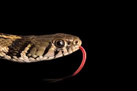 Checkered Garter Snake Thamnophis Marcianus At The Phoenix Zoo Snake Snakes And Ladders Snake Eyes