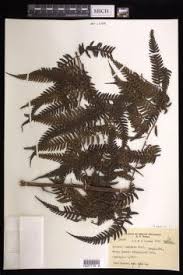 Image result for Cyathea mildbraedii