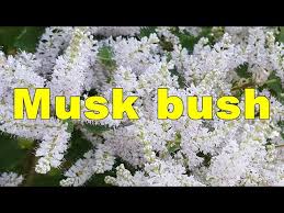 Image result for Tetradenia urticifolia