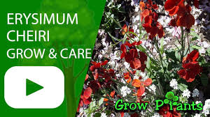 Image result for Thesium vahrmeijeri