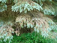 The lack of light is usually the most common one. What Is Spruce Decline And What Should You Do About It Christmas Trees