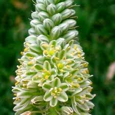 Image result for Albuca abyssinica