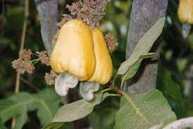 Check spelling or type a new query. Cashews The Nut You Can T Buy In A Shell Evil Mad Scientist Laboratories
