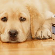 Golden retrievers have medium to long coats and generally do shed a lot. Reasons Why Your Puppy Won T Eat And How To Stop It