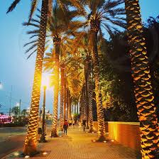 Maybe you would like to learn more about one of these? New Orleans Palm Trees Strolling Relaxation Beautiful Travel By Jessica Tantin Photo Stock Snapwire