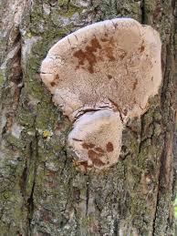 Image result for Phellinus pomaceus