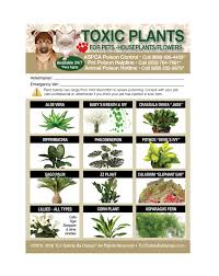 Enhanced Toxic Plants Flowers For Pets Dogs Cats 5 X7 Fridge Safety Magnet Poisonous Plants Cat Plants Toxic Plants For Cats