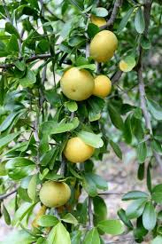 Image result for Dovyalis afra