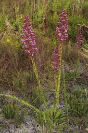 Image result for Triclisia