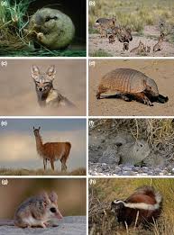 The living shrew opossums, which are grouped into three genera of seven known species (as of 2014). Animal Diversity Distribution And Conservation Springerlink