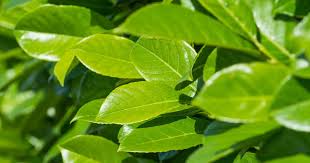 I Need A Fast Growing Hedge For Privacy Lovethegarden
