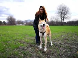 Akita Inu Yavrusu