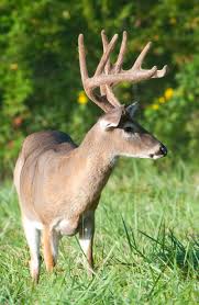 Artificial velvet replacement (antler flocking) pricing for artificial velvet replacement on antlers that have already been cleaned is a $75.00 base price +.50 cents per bone inch + return shipping cost. Preserving Velvet Antlers On Deer Farm Forum Farmforum Net