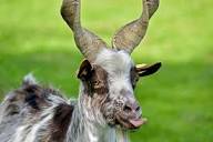 Girgentana Goat - Breed Profile - Backyard Goats