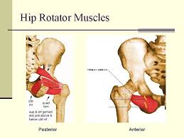 This video also provides you with a. The Hip Joint Muscles Of The Hip Gluteus